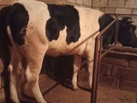 Vaca, Russian Black pied cattle — foto 1