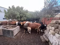 公牛, Red-spotted breed — 照片 5