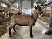 公山羊, Alpine goat — 照片 2