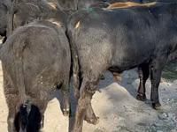 Taureau, Swiss cattle — photo 4