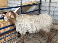 Sheep, Sheep — photo 5