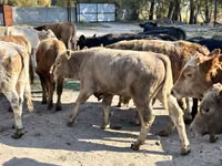Taureau, Swiss cattle — photo 2