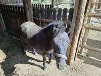 公马, Horses — 照片 1