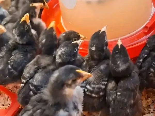 पोटचेफस्ट्रूम कोएकोएक