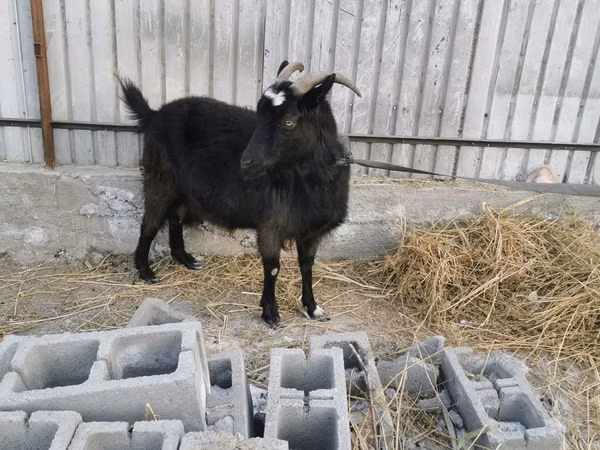 母山羊, Czech Brown Shorthaired goats
