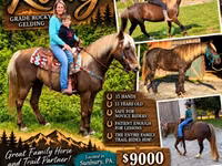 Cheval, Rocky Mountain Horse — photo 1