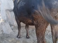 Vache, Race Alatauskaya — photo 3