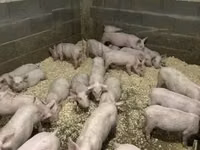 नर सूअर — फ़ोटो 2