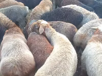 كبش, Edilbay sheep — الصورة 1
