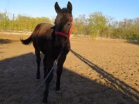 Horse (M), Nonius horse — photo 1