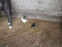 Bantam — Foto 3