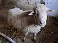 Bélier, Merino sheep — photo 5