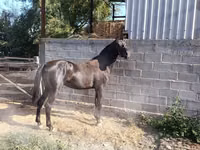 Cheval, Friesian sport horse — photo 5