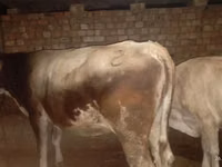 母牛, Cattle — 照片 3