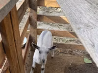 Chèvre, Fergana goat — photo 6