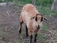 Schaf, Cameroon sheep — Foto 3
