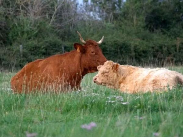 母牛, Salers cattle
