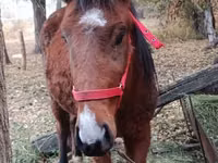 Jument, Chevaux — photo 1
