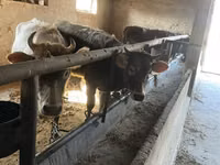 Vache, Russian Black pied cattle — photo 6
