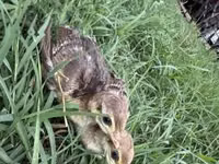 Guinea fowl — Foto 2