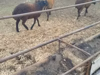 Schafe (Partie, Geschlecht nicht angegeben), Karabakh sheep — Foto 1
