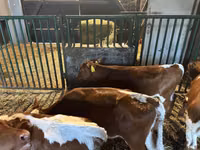 मवेशी (लॉट, लिंग निर्दिष्ट नहीं), Simmental cattle — फ़ोटो 6
