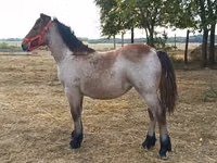 Yegua, Caballos — foto 2