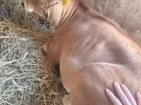 Vache, Race Jersey — photo 3
