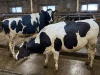 Vache, Race Holstein — photo 1