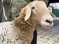 母羊, Arashan sheep — 照片 4