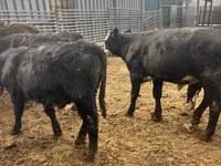 Taureau, Aberdeen-Angus — photo 8