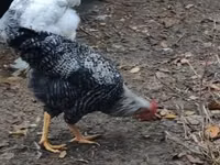 Chickens — photo 4