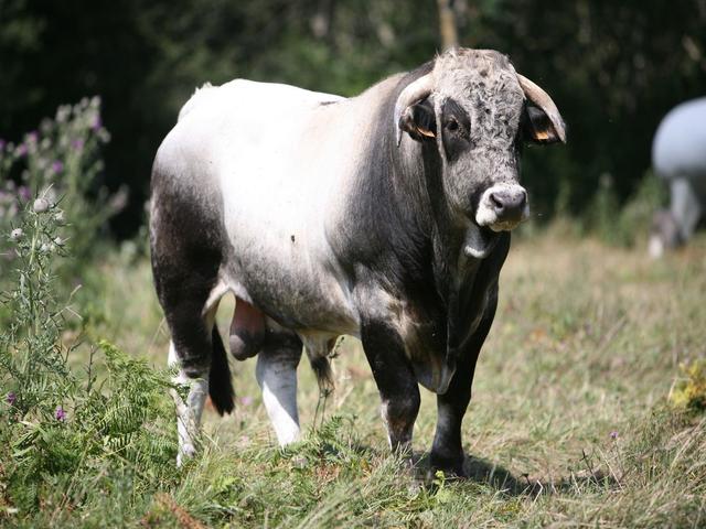 गैस्कोन गाय