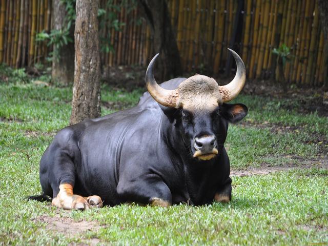 गौर