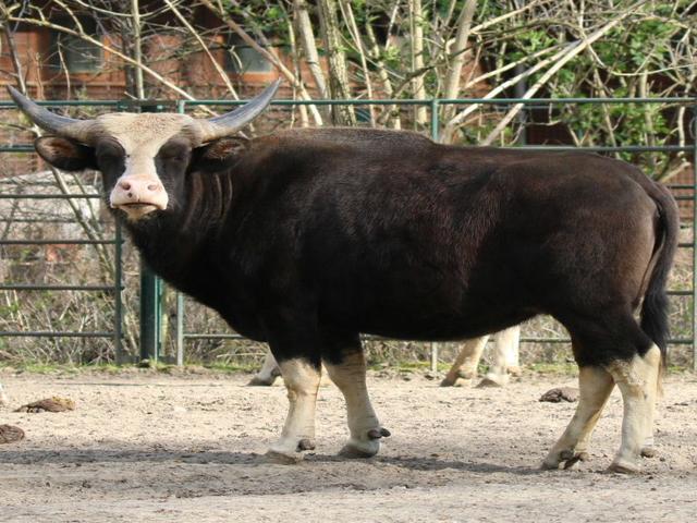 गायाल