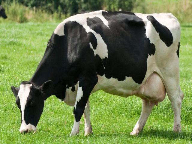 Race Holstein