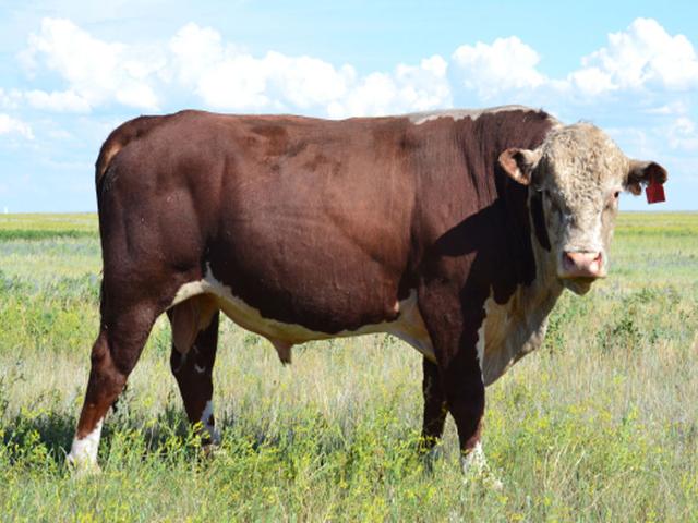 Vache kazakhe à tête blanche
