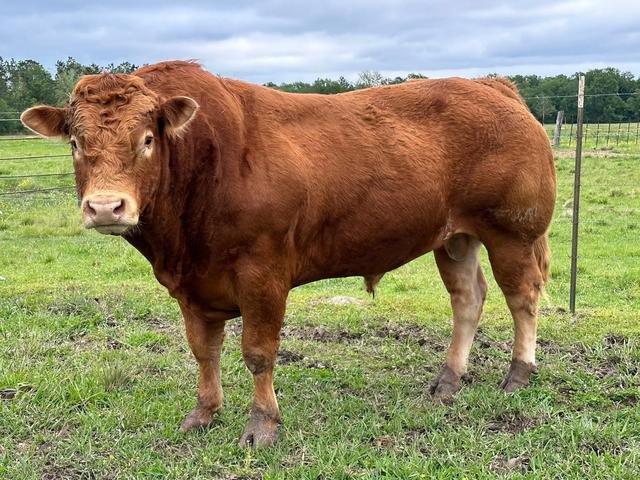 Vache limousine