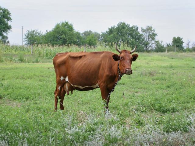 लाल ताम्बोव गाय
