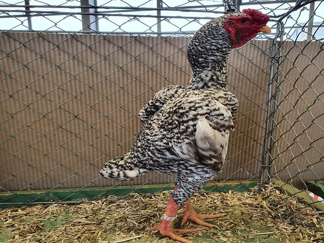 poules Shamo