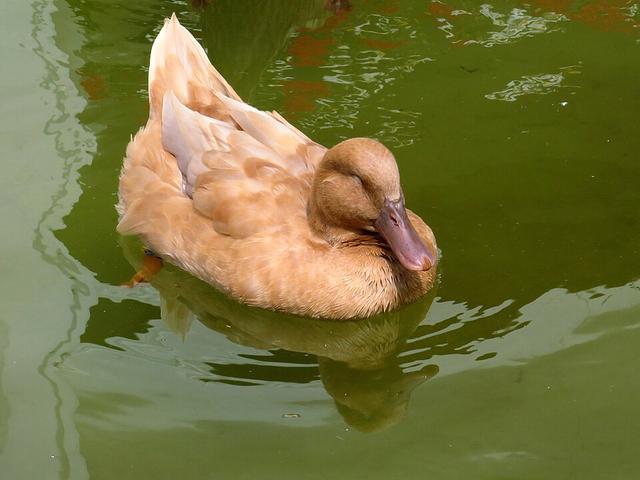 स्वीडिश येलो