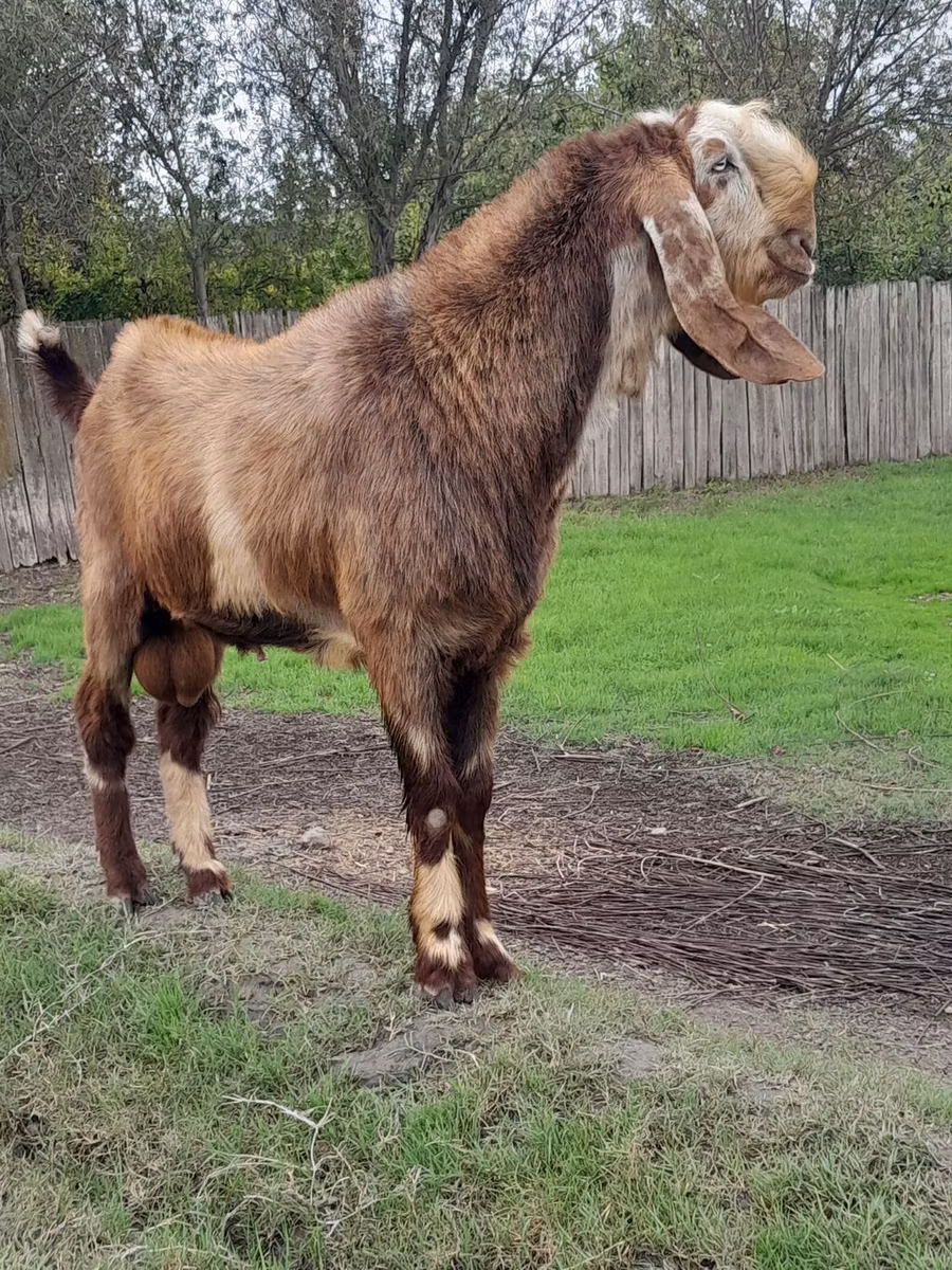 Nubian Goat
