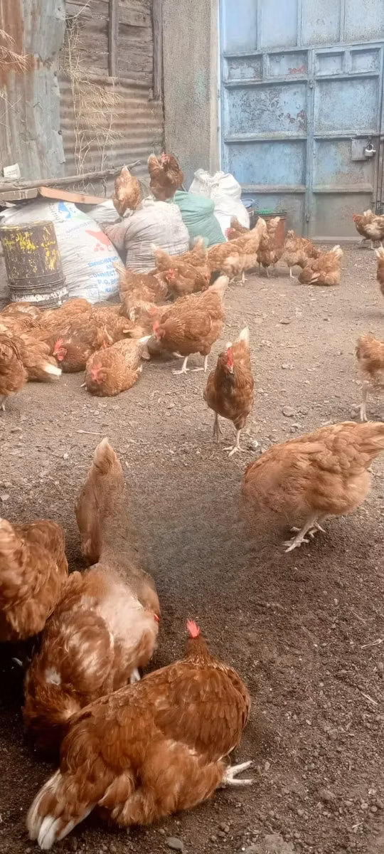 आईएसए ब्राउन