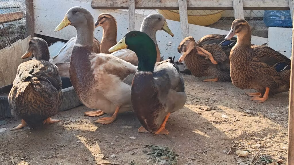 ساكسوني