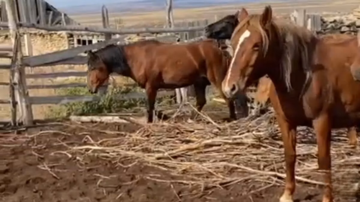 Kazakh horse