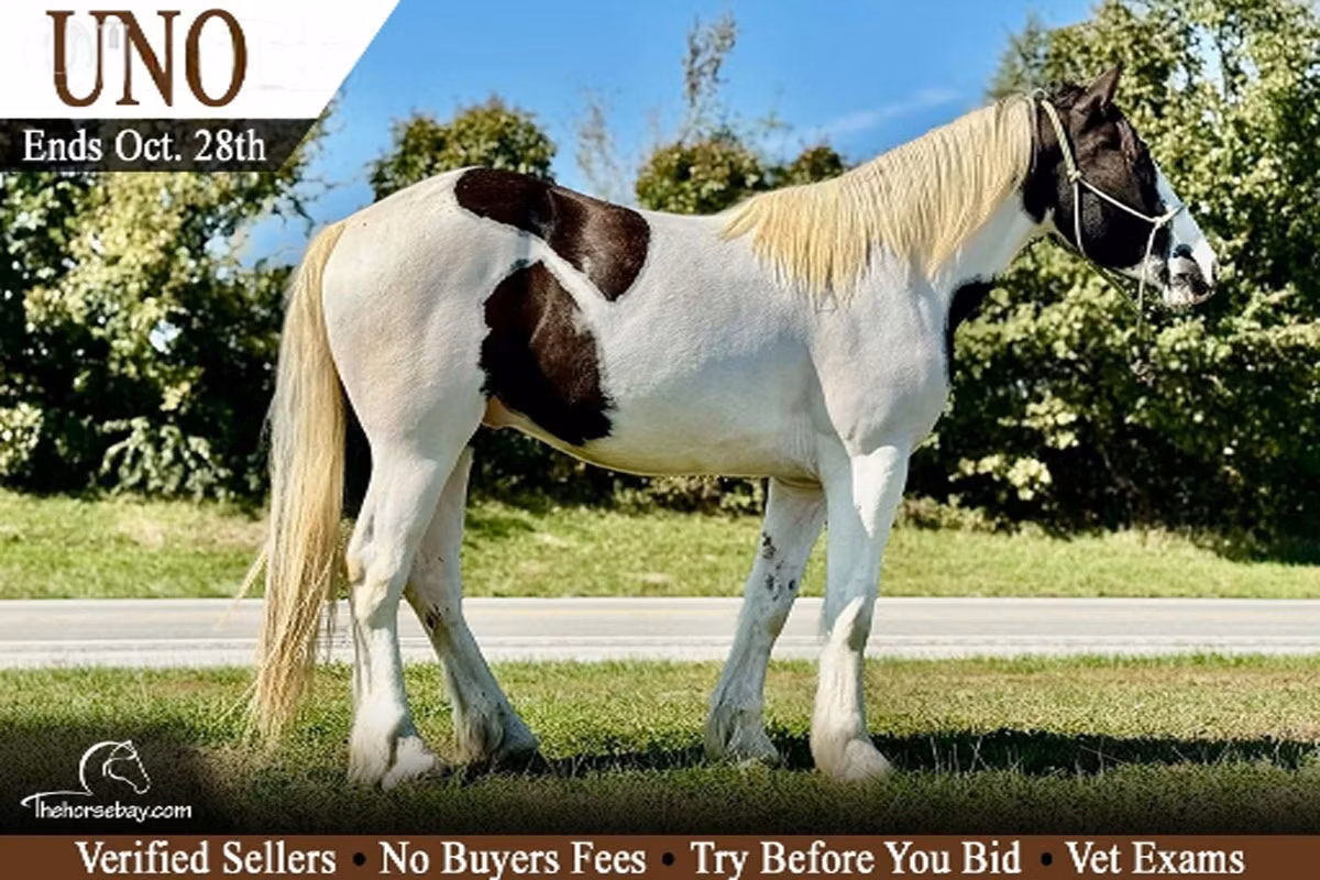 Gypsy horse