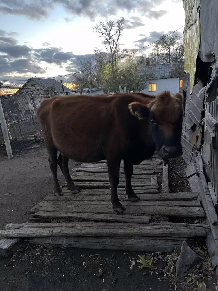 Vache Kian