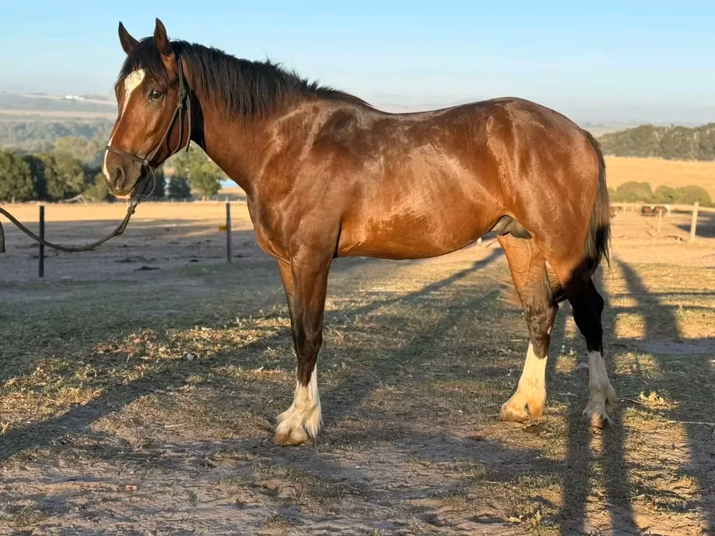Clydesdale