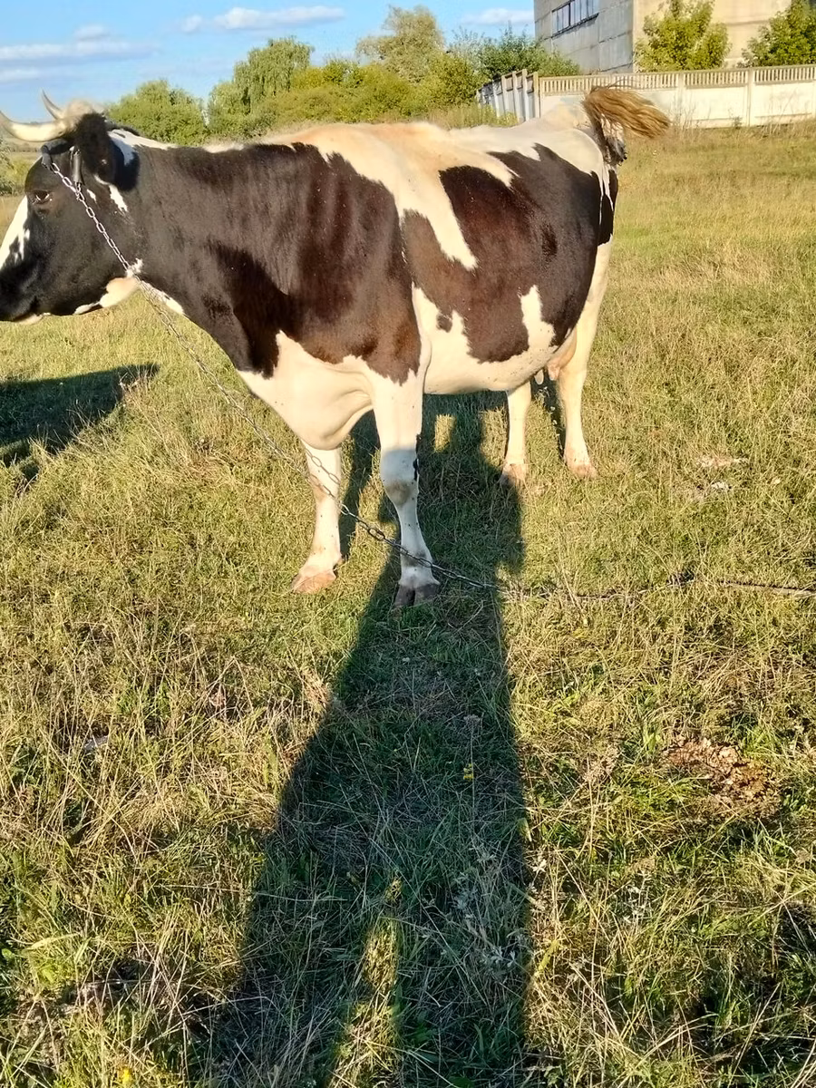 Cast cow