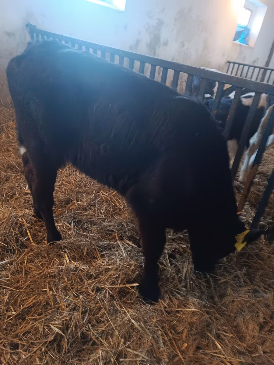 Vache limousine